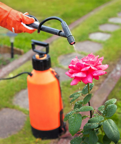 A person spraying insecticide on a rose bush