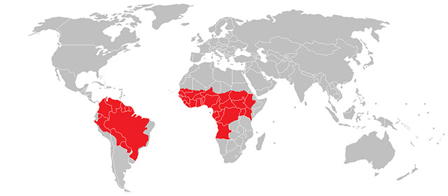Map of the world with high risk yellow fever locations highlighted in red