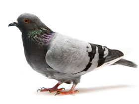 image of a pigeon